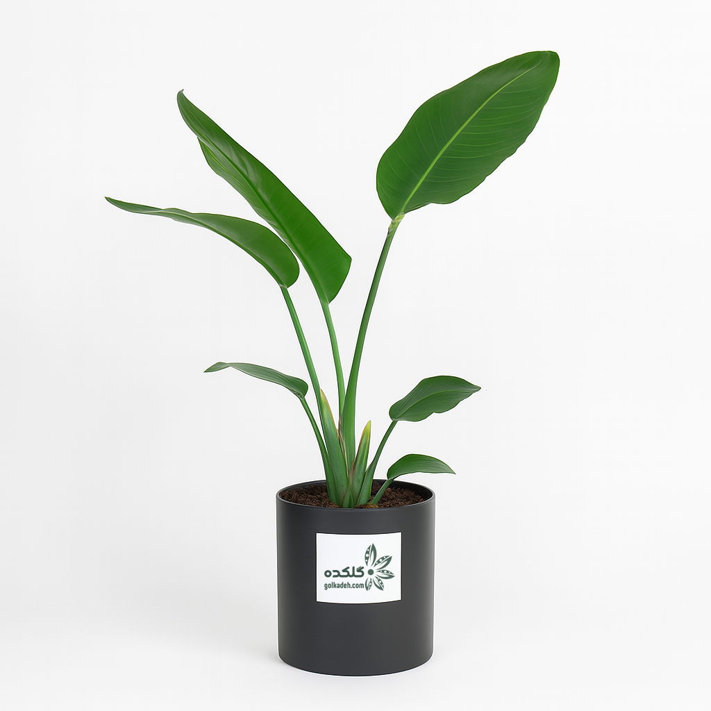گل نیکولای (Strelitzia nicolai) – گیاه پرنده بهشتی سفید