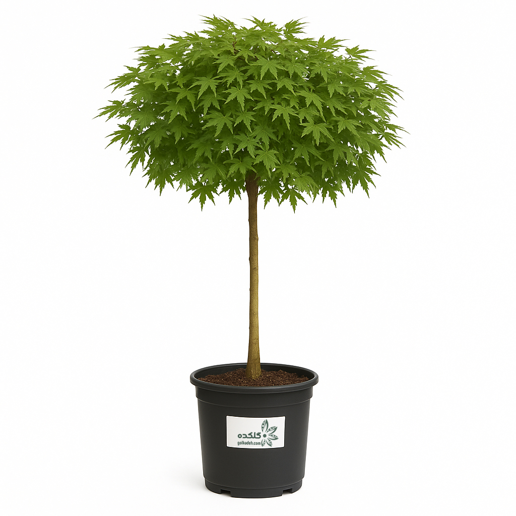 افرا چینی سبز؛ درختچه زینتی خزان‌دار مناسب فضای باز و طراحی حیاط