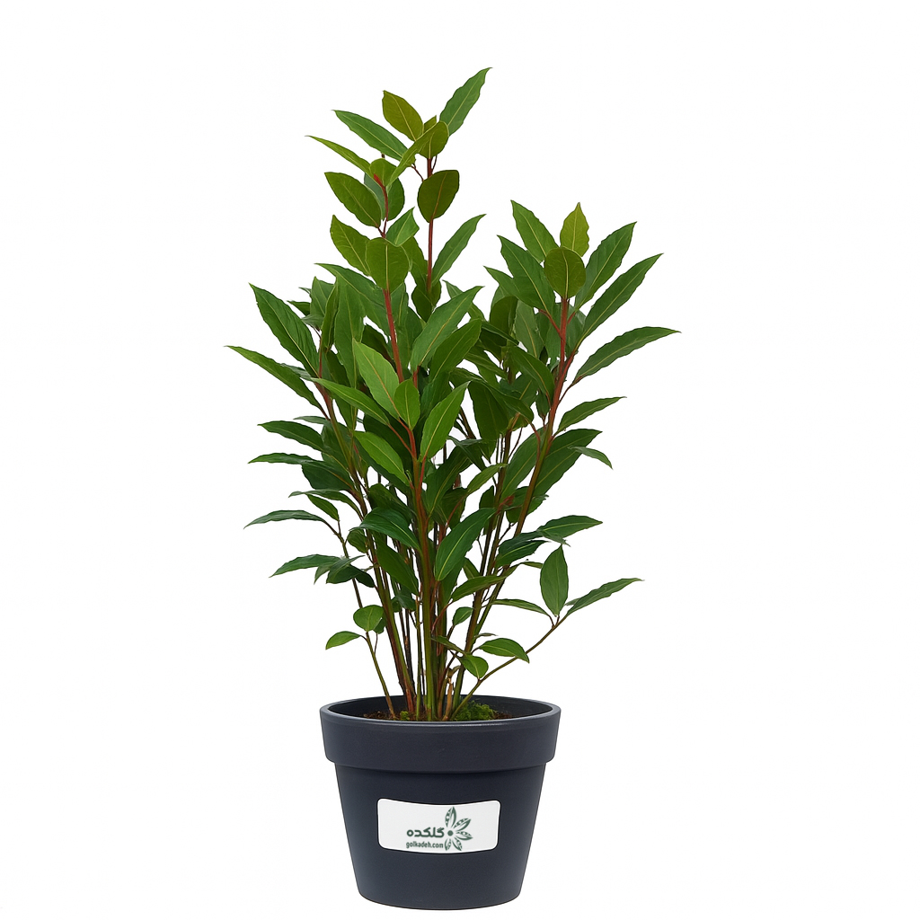 برگ بو (Laurus nobilis)؛ گیاه همیشه سبز عطری