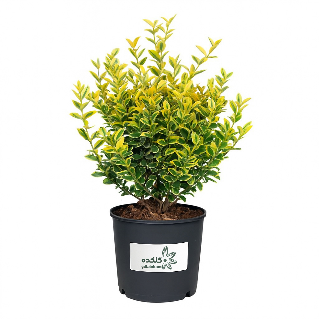 برگ نو ابلق – درختچه همیشه‌سبز دو رنگ برای بالکن و حیاط