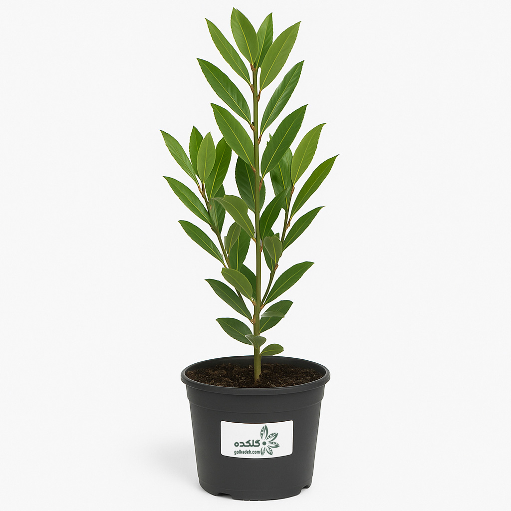 برگ نو – گیاه همیشه‌سبز گلدانی برای بالکن و حیاط