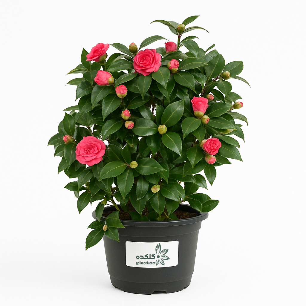 گیاه کاملیا | درختچه گل‌دار لوکس و خاص