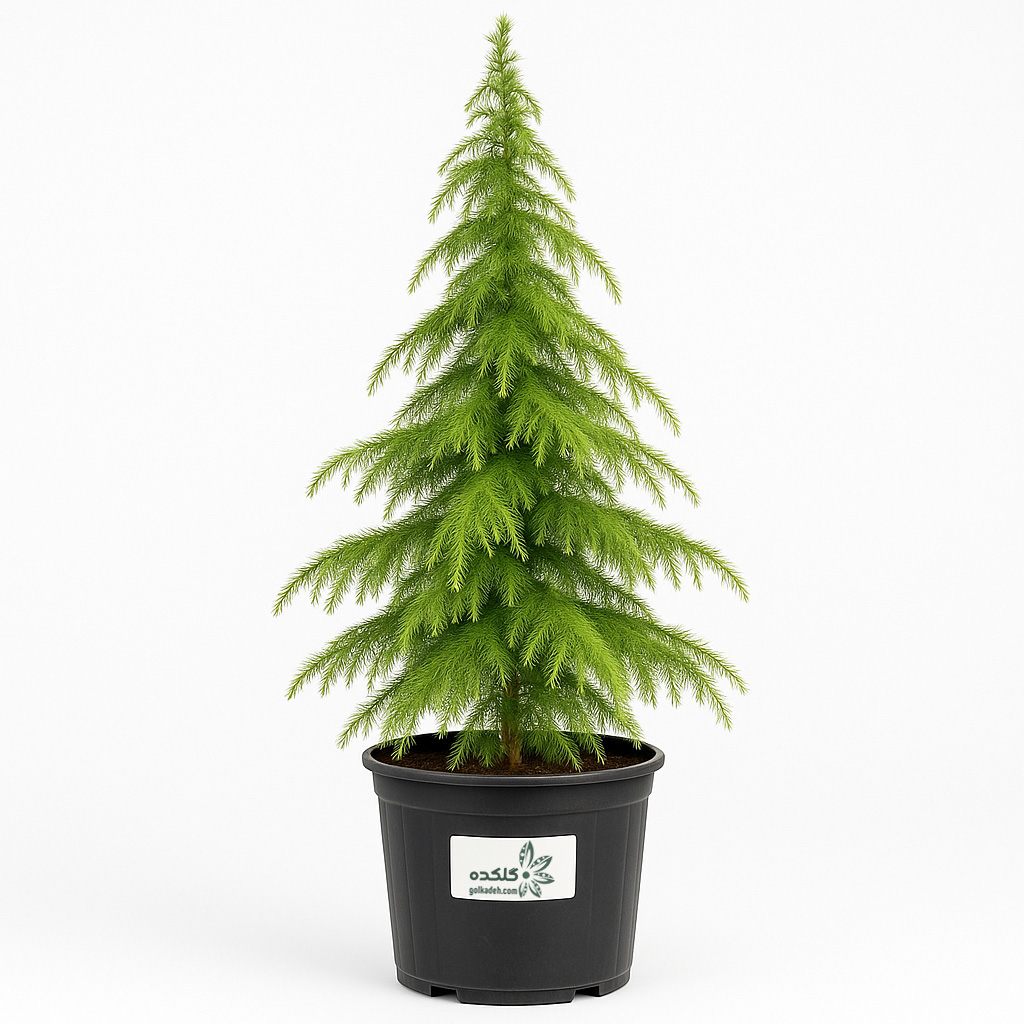 کاج سدروس | درخت زینتی همیشه سبز