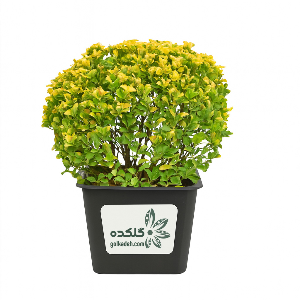 شمشاد طلایی هرس شده | گیاه خوش‌رنگ برای پرچین