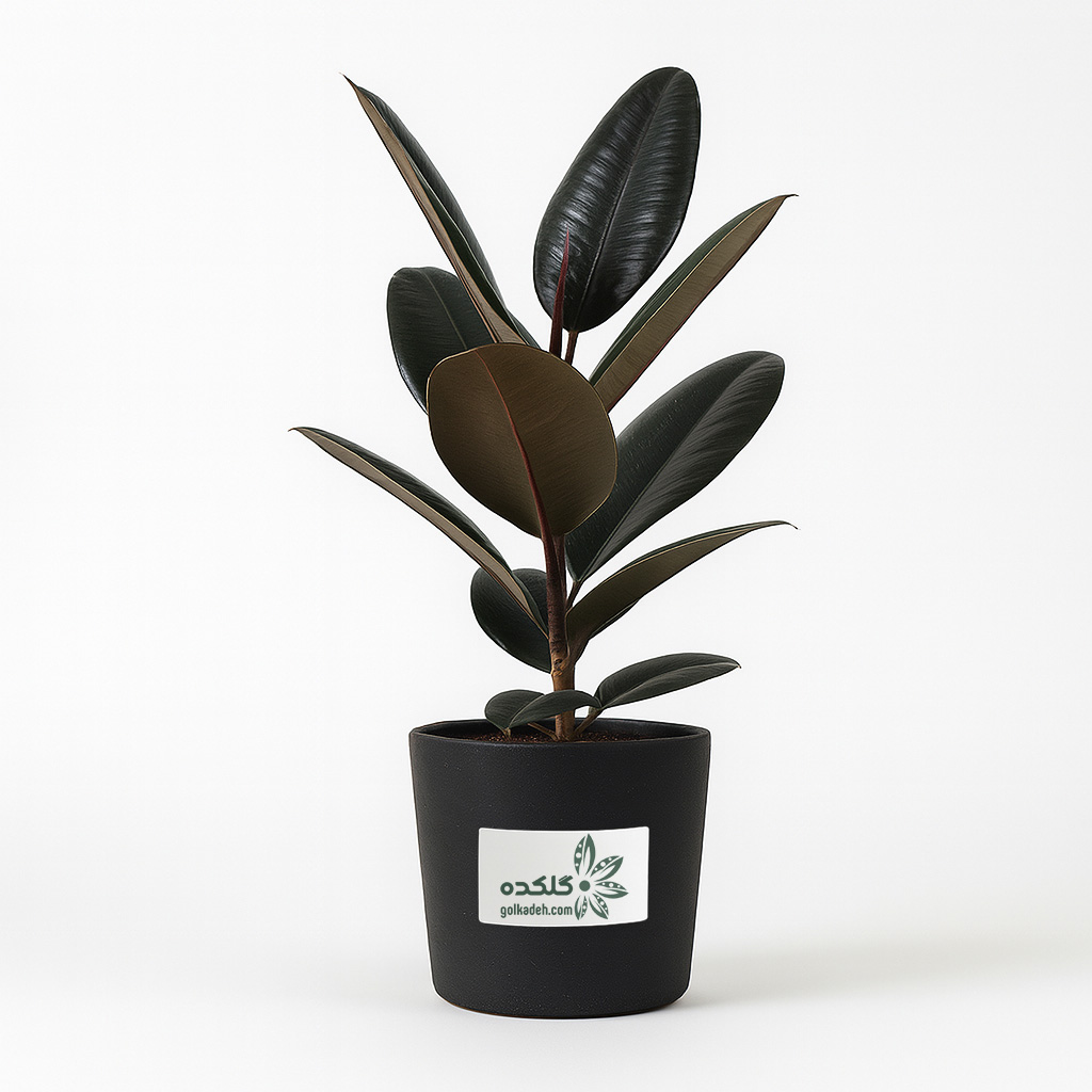 فیکوس بلک | گیاه برگ‌تیره لوکس آپارتمانی