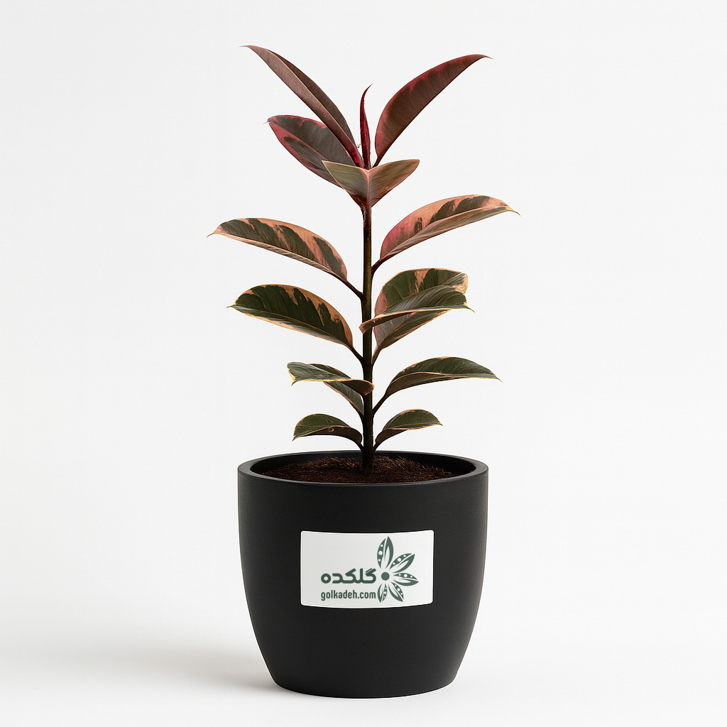 فیکوس شرابی