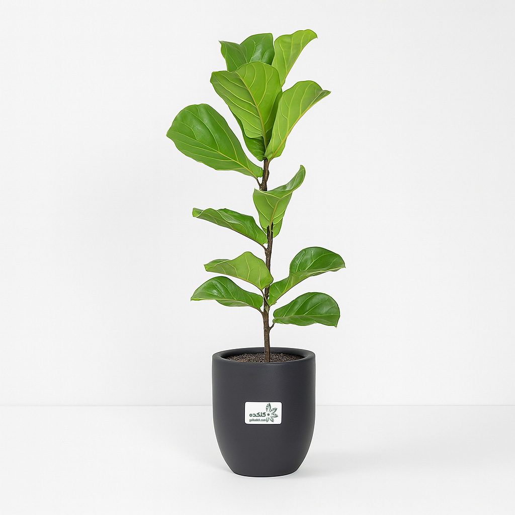 فیکوس آفریقایی | انتخابی خاص برای دکور داخلی