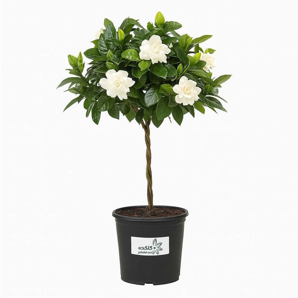 گل گاردنیا | گل معطر سفید و خاص