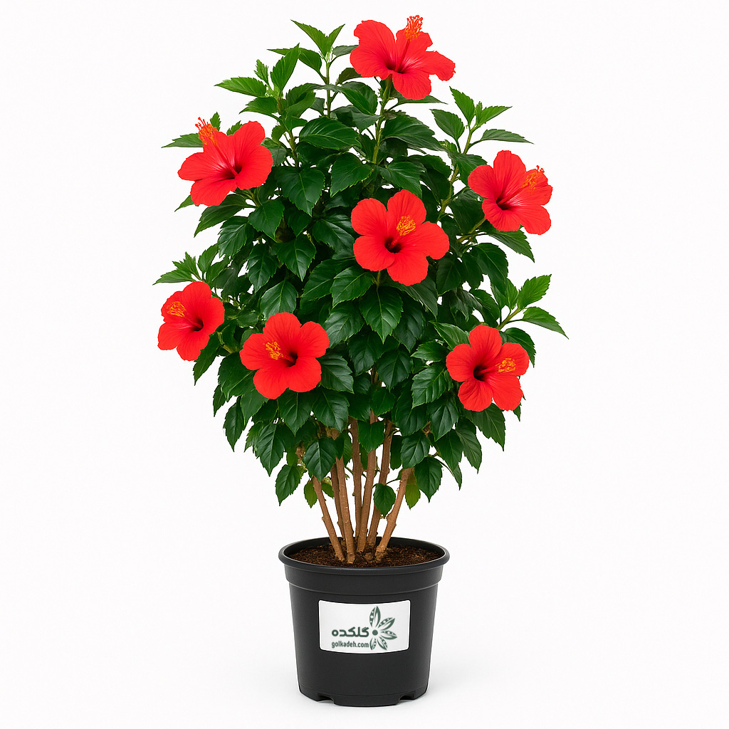 ختمی درختی | درختچه پرگل برای باغچه