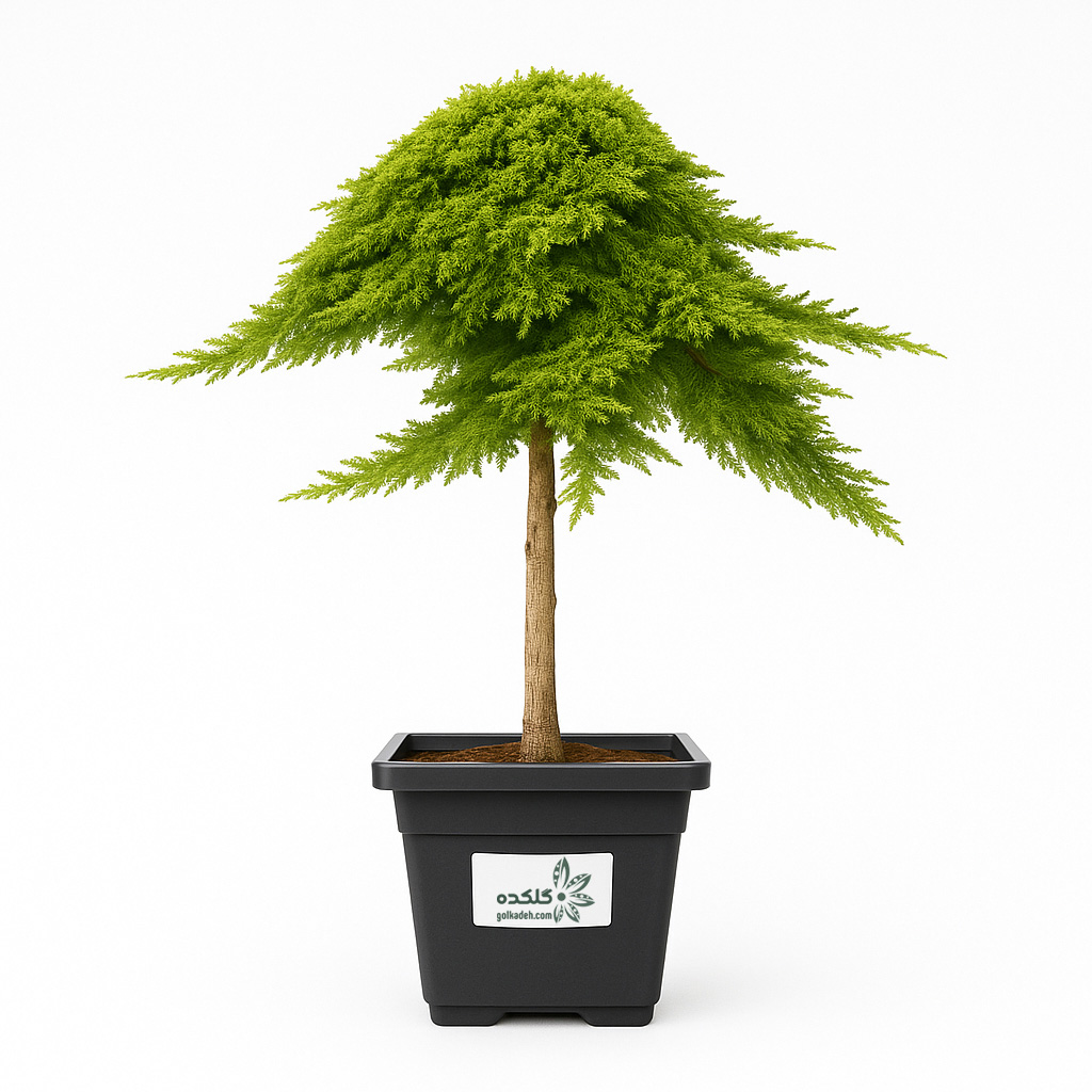 کاج ستاره ای | سوزنی برگ خاص برای محوطه