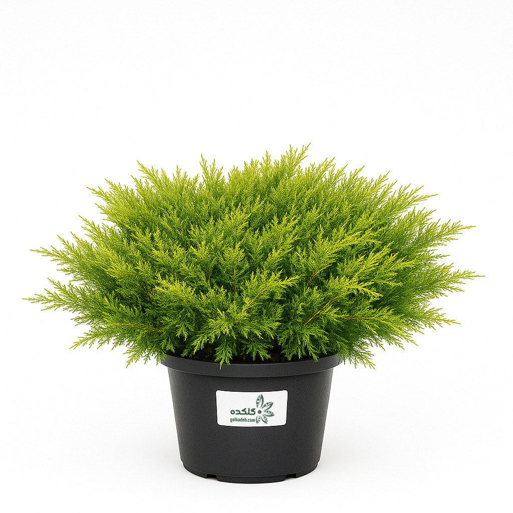 جونی پروس زینتی