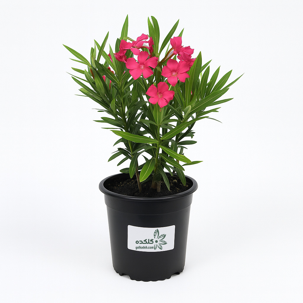 گیاه خرزهره | درختچه مقاوم گل‌دار فضای باز