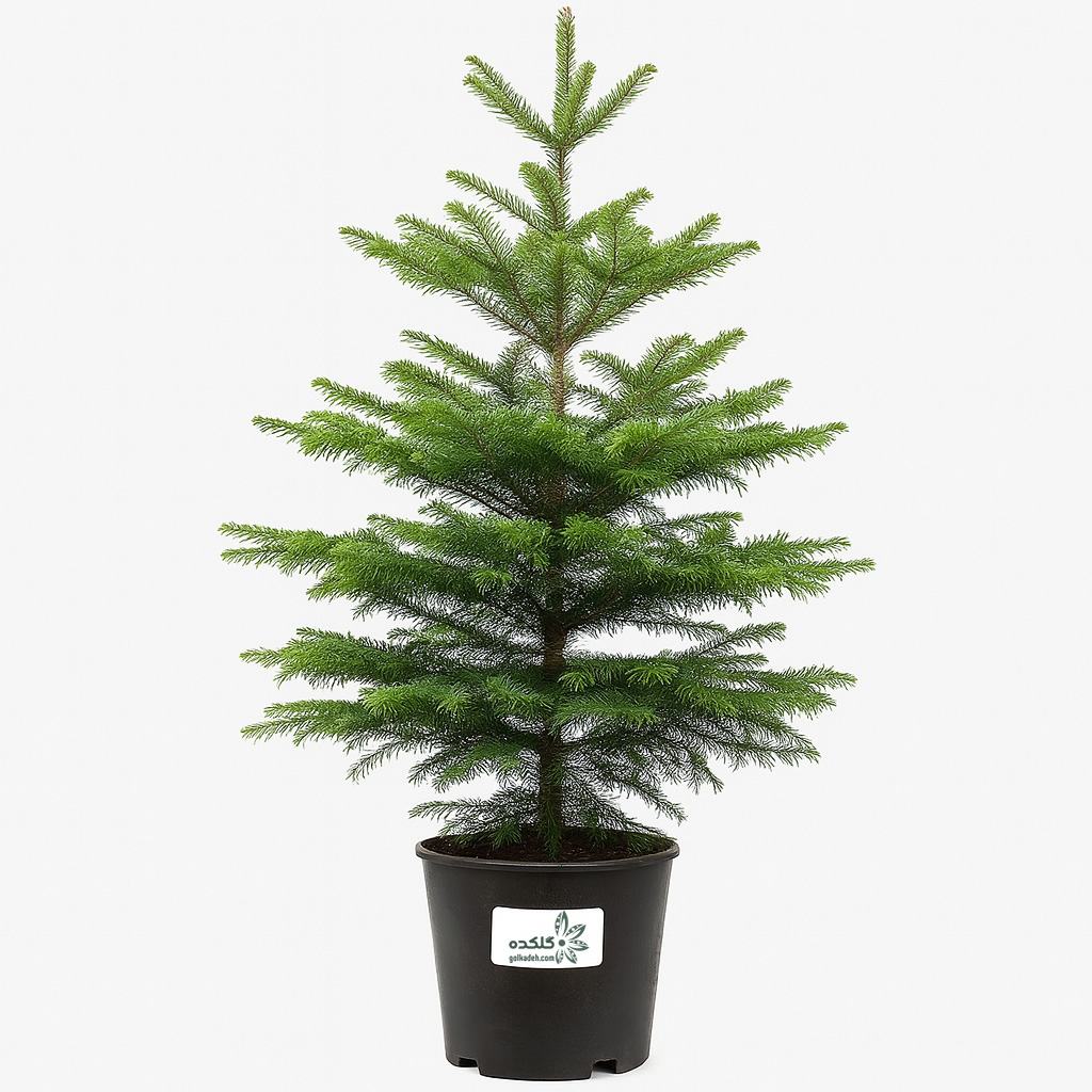 کاج آبیس | سوزنی برگ خوش‌فرم برای محوطه