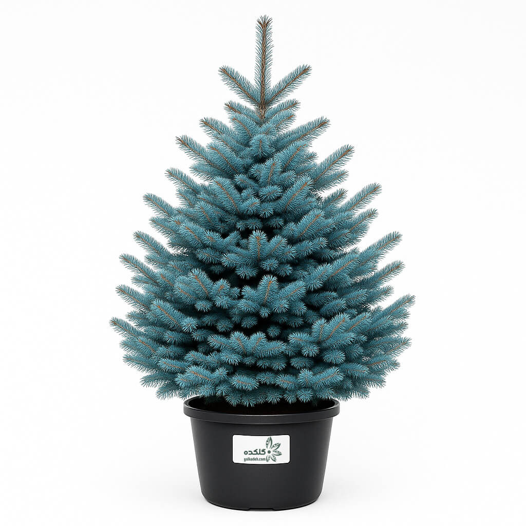 کاج نوئل | درخت مخروطی مناسب محوطه