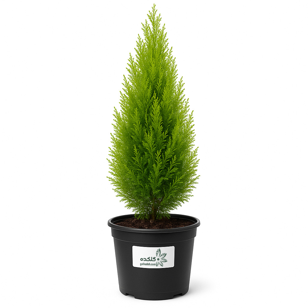 توجا اورینتالیس (سرو خمره‌ای)