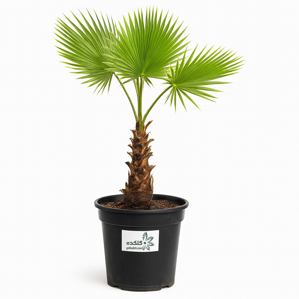 نخل پالم واشنگتن